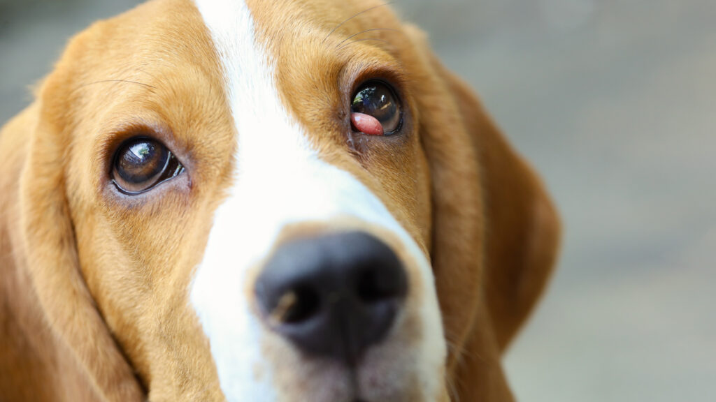 close-up portrait of watery-eyed beagle with cherry eye