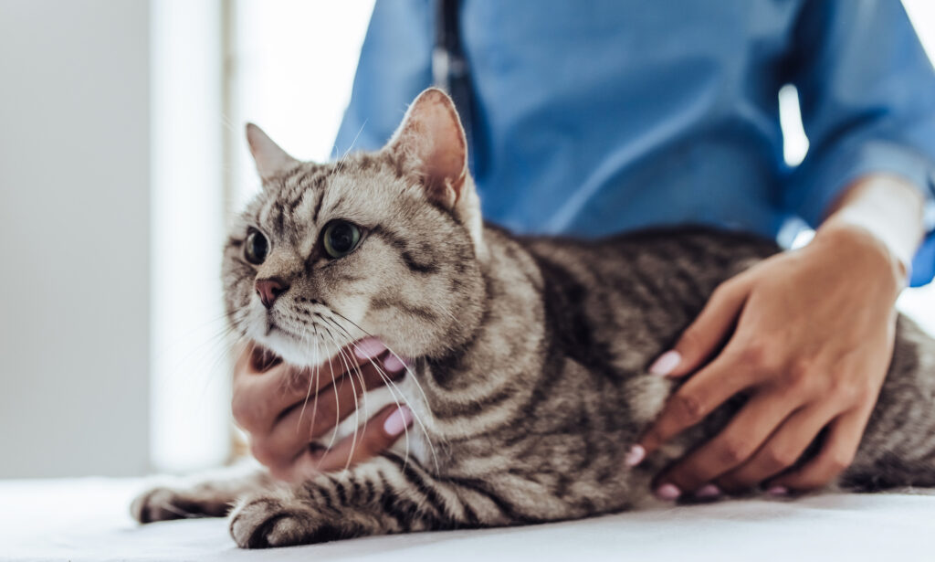 veterinarian holding grey cat on exam table