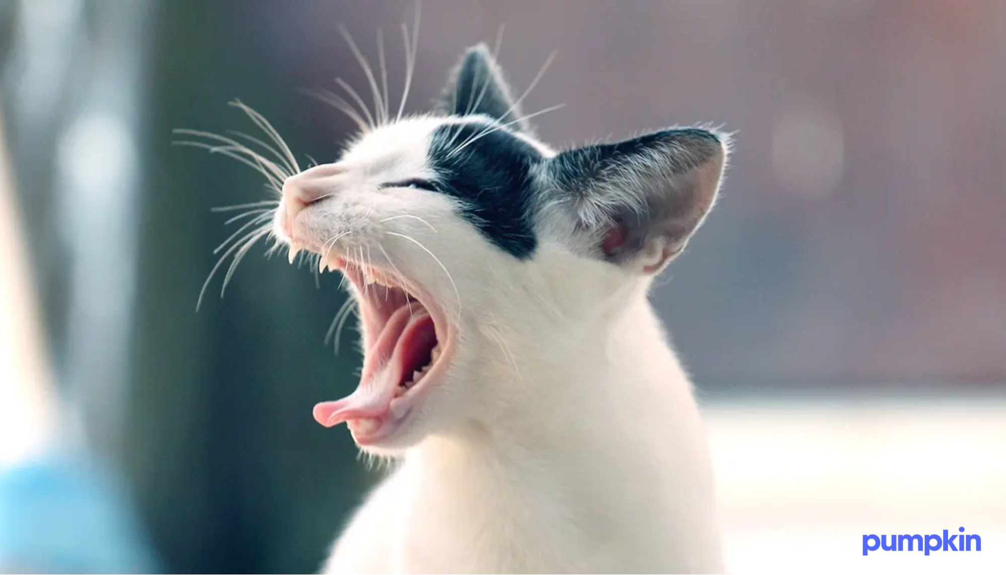 Cat sneezing