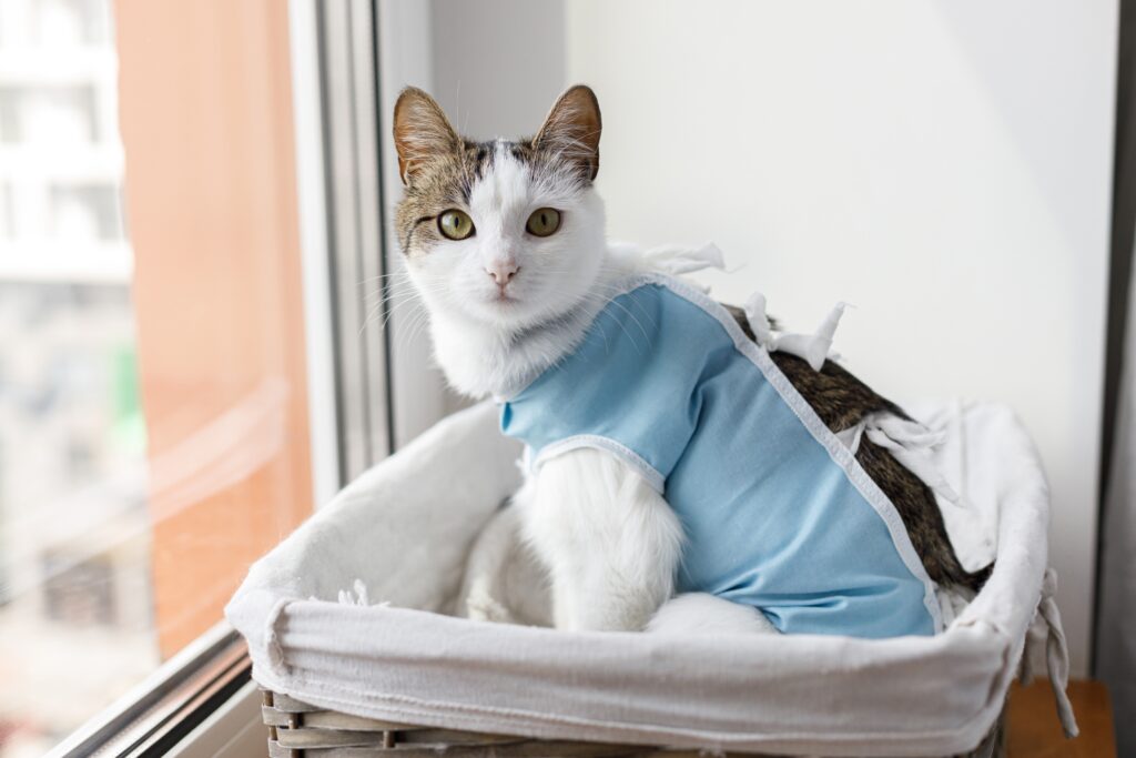 cat in anti lick jacket in a basket near a window