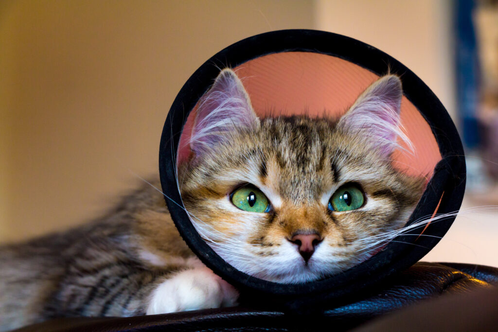 kitten in a collar after spay surgery