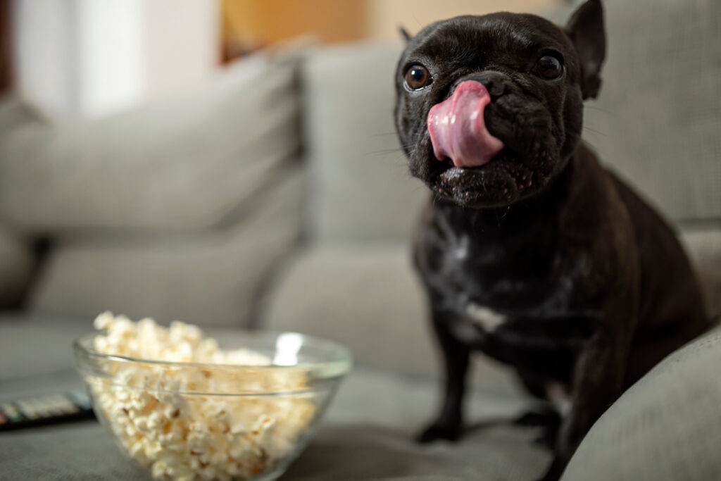 french bulldog puppy on couch licking lips next to bowl of popcorn