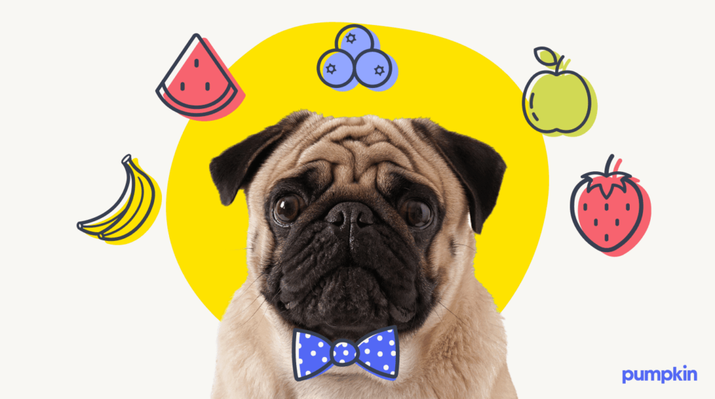 pug in a bowtie with icons of safe fruits to eat