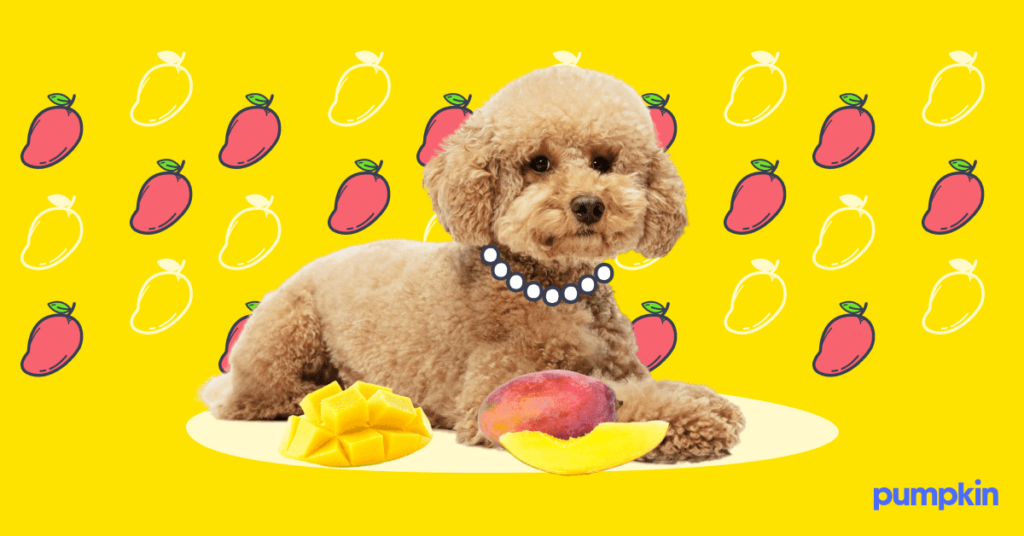 puppy with illustrated mango