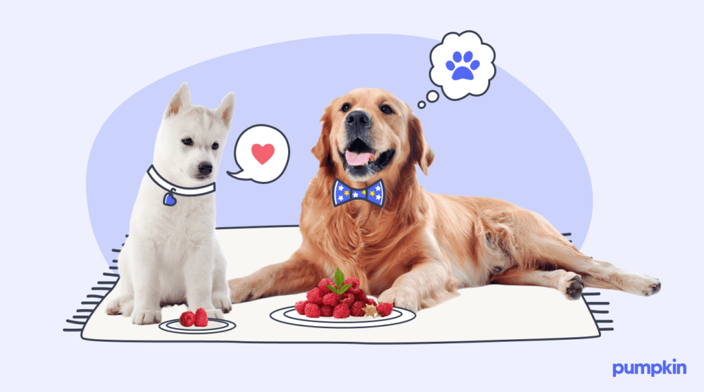 Two dogs with plates of raspberries