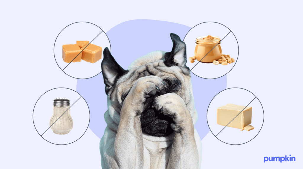 Can Dogs Eat Popcorn What You Need to Know Pumpkin