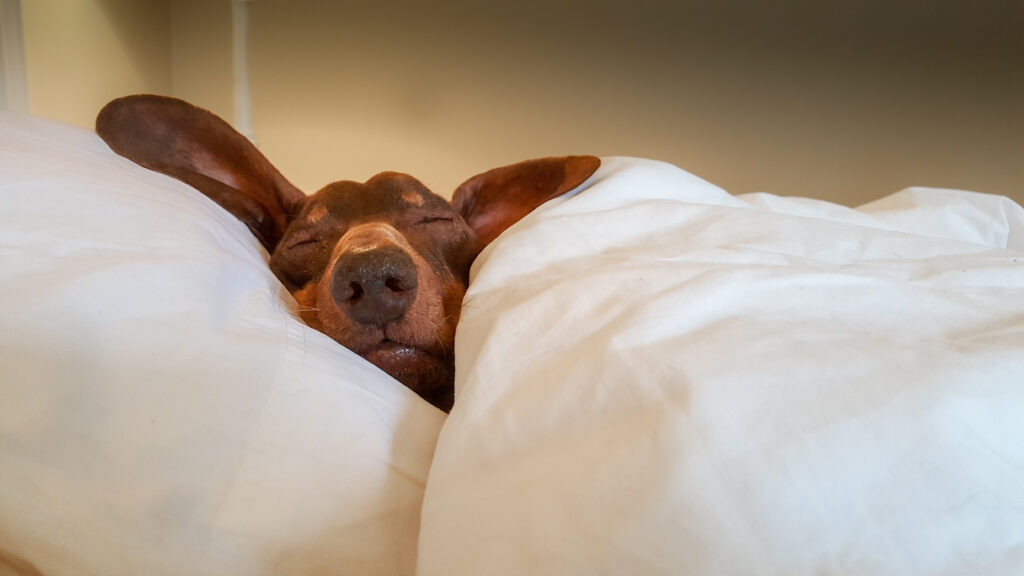 dachshund sleeping in human bed under white sheets