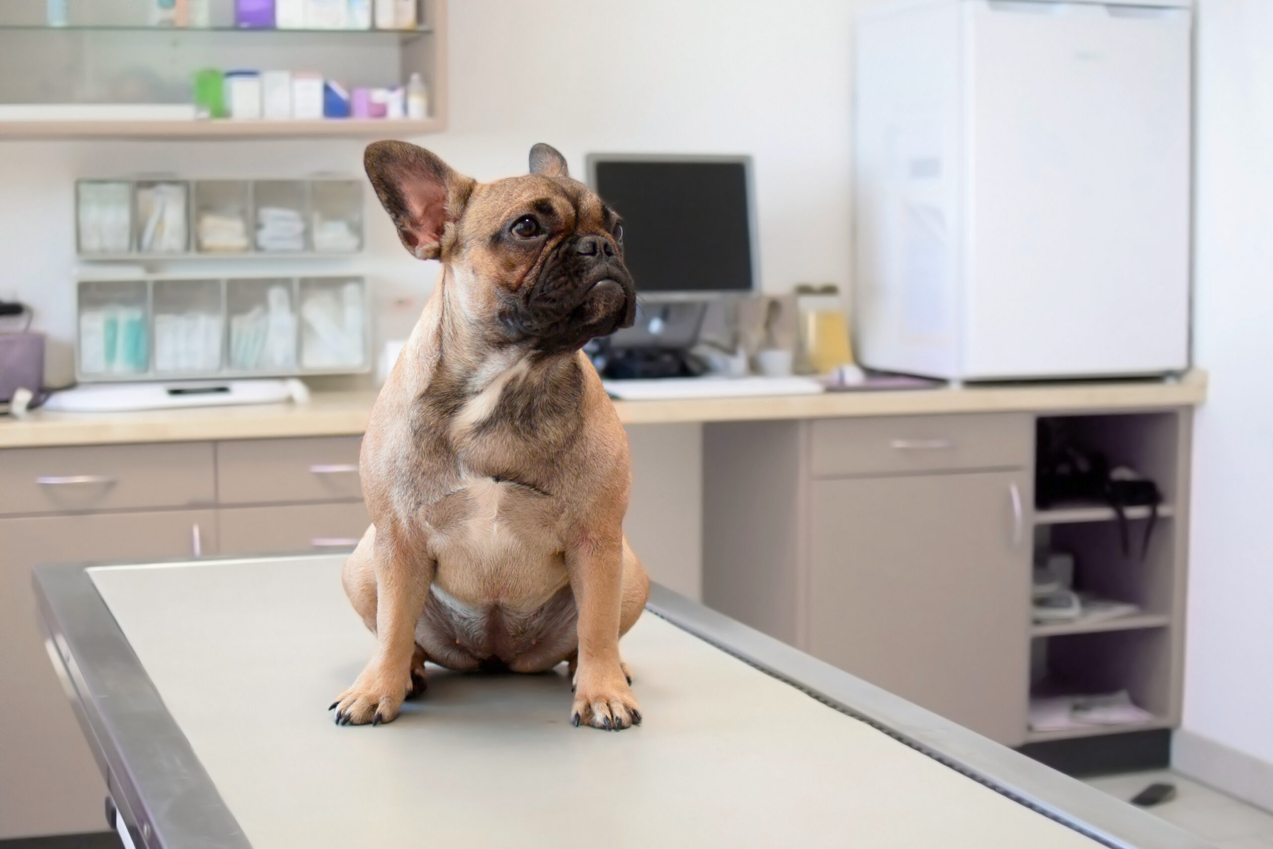 young French Bulldog sitting on examination table at veterinary practice clinic