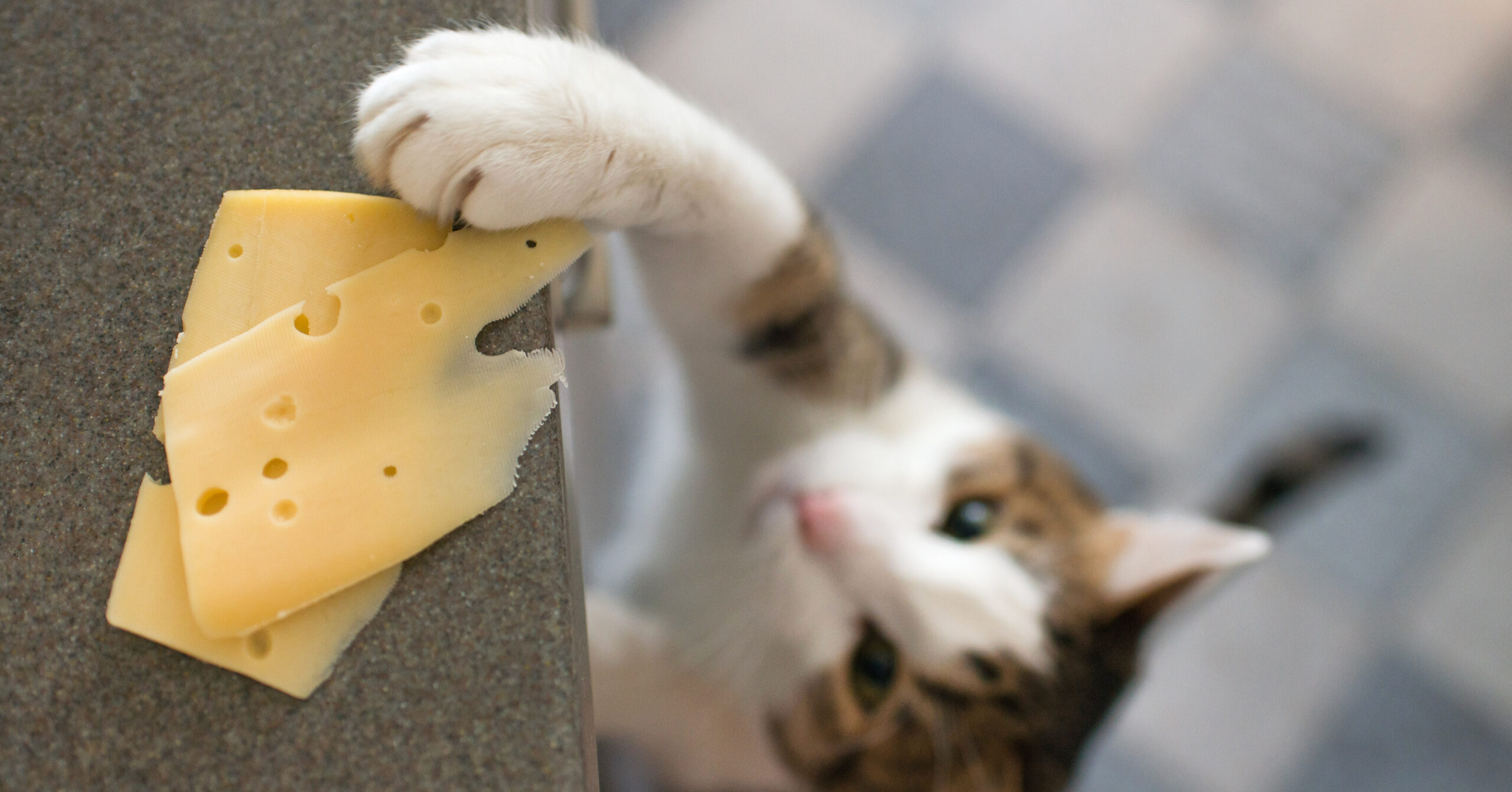 a tabby cat stealing slice of cheese off countertop