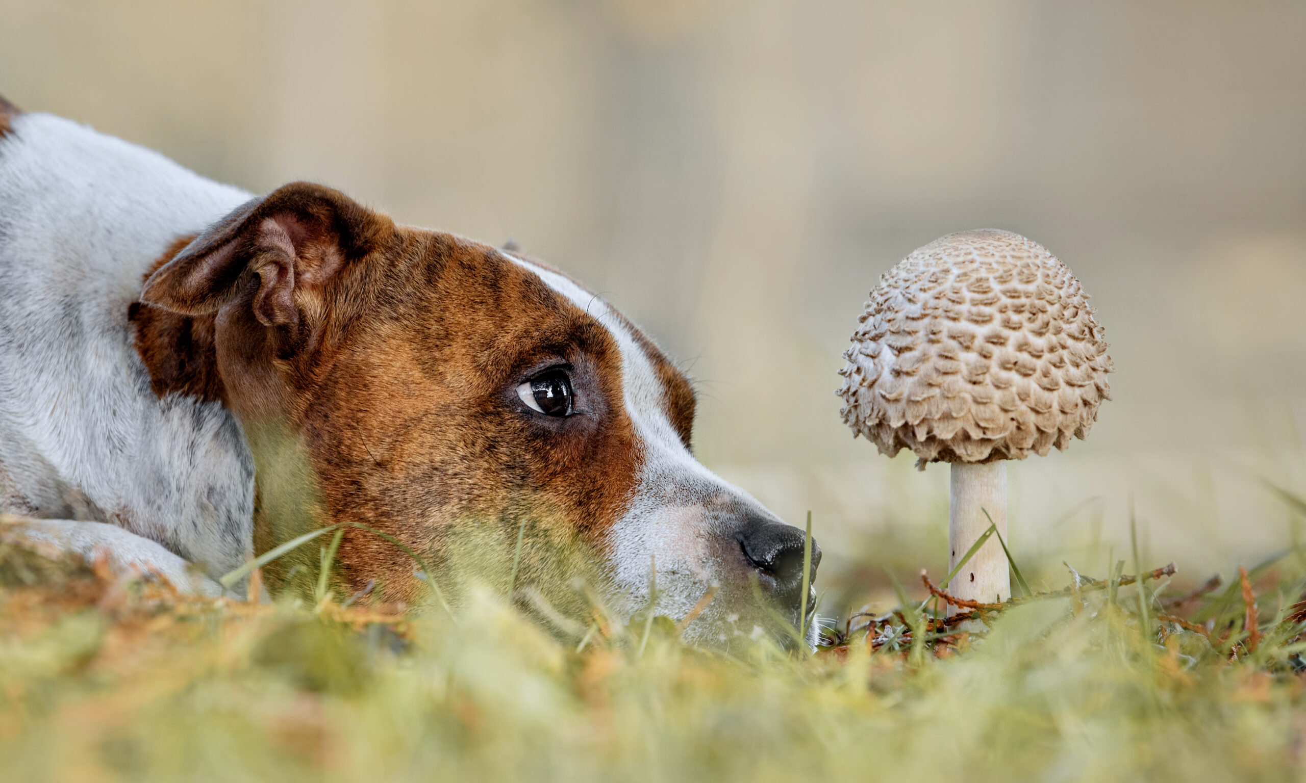 cute terrier dog sniffing at mushroom in the grass