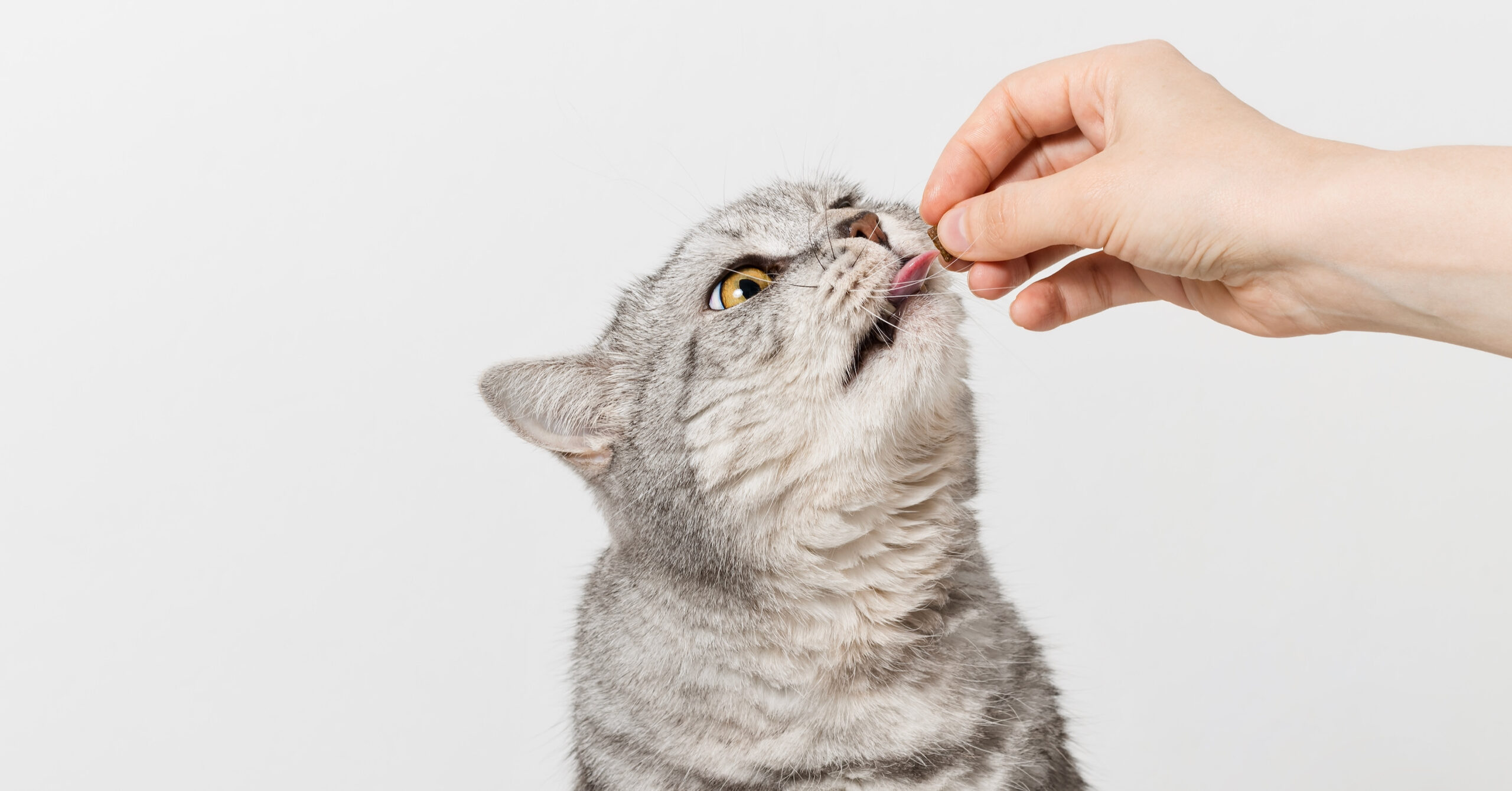 Woman giving treat to a grey cat