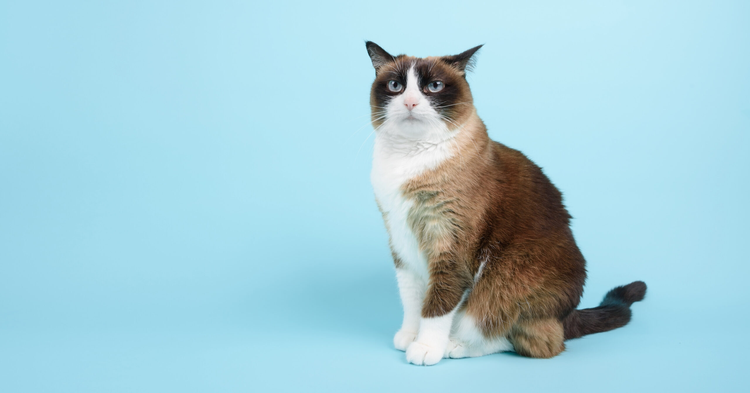 portrait of snowshoe cat with grumpy expression on its face