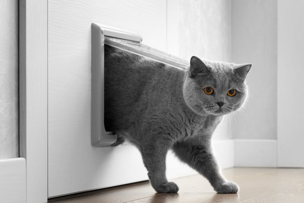 a gray cat entering a home through doggy door and looking into the camera with yellow eyes