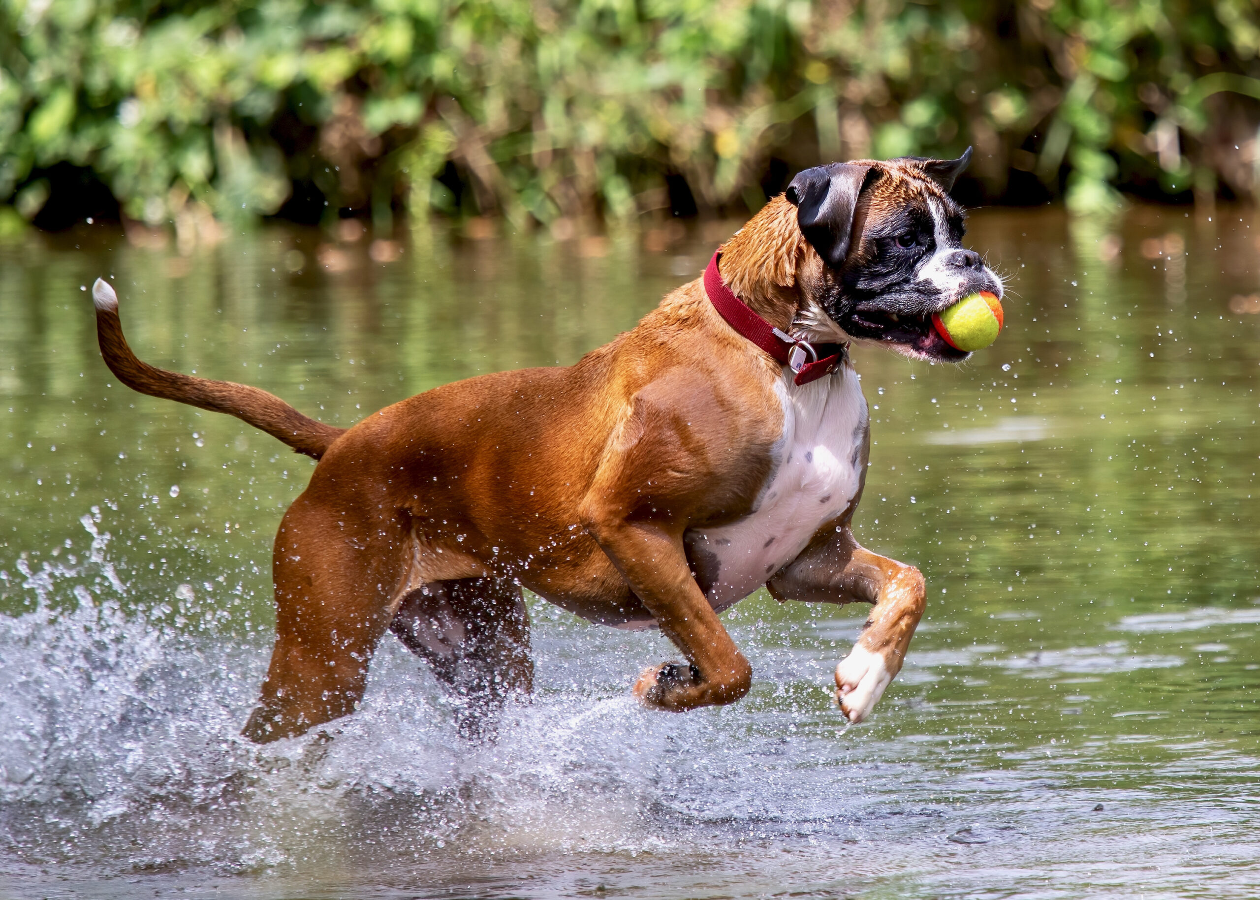 boxer dog playing with tennis ball in stream