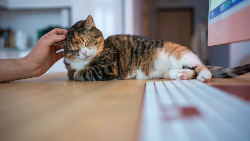 sleepy calico cat laying on desk while being petted