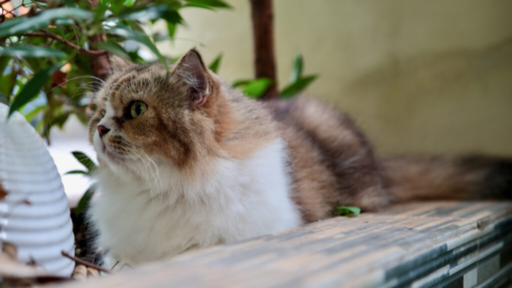 
A small tricolor cat with piercing yellow eyes stares intently at something off-camera.