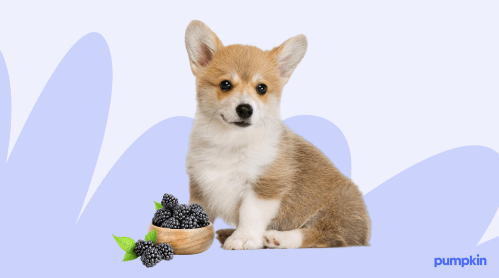 corgi puppy with a bowl of blackberries