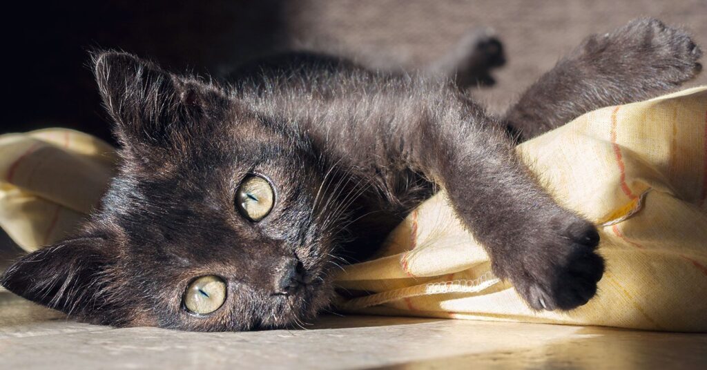 Black kitten with yellow eyes laying in sun beam