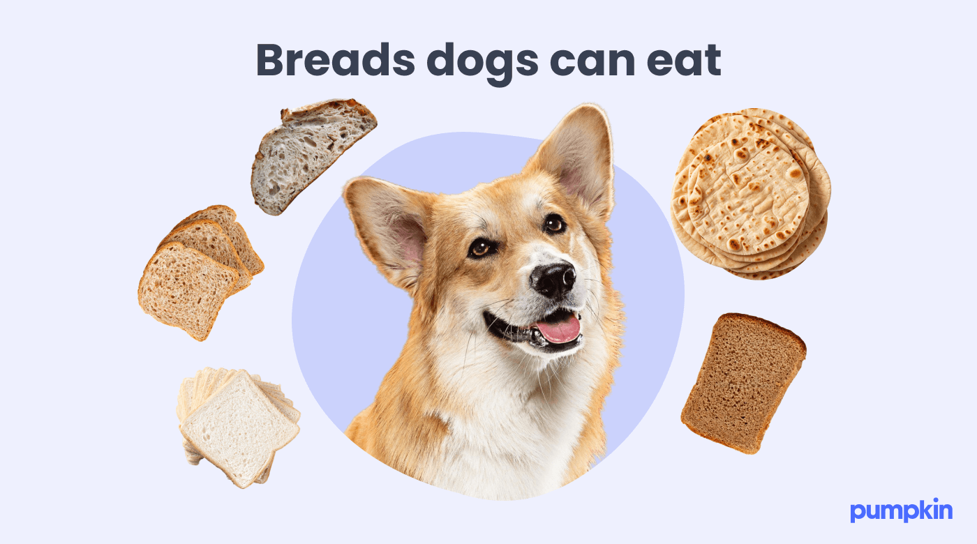 Can dogs have whole wheat flour best sale