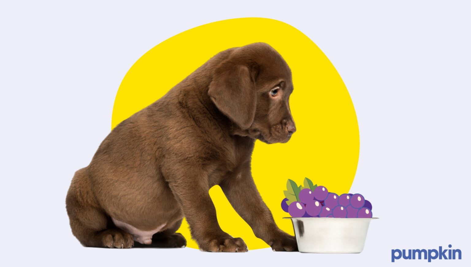 black labrador puppy with bowl of grapes