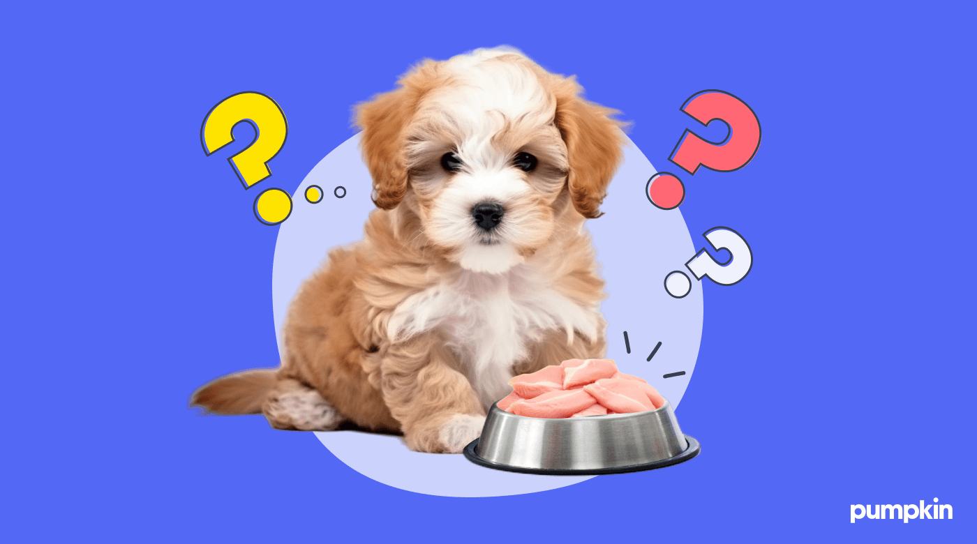 A puppy looking at a bowl of raw chicken