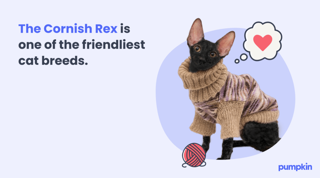 Black Cornish Rex in cat sweater