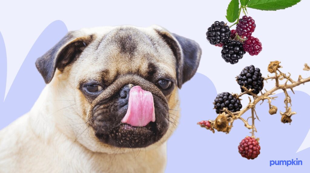 A dog with a branch of blackberries nearby