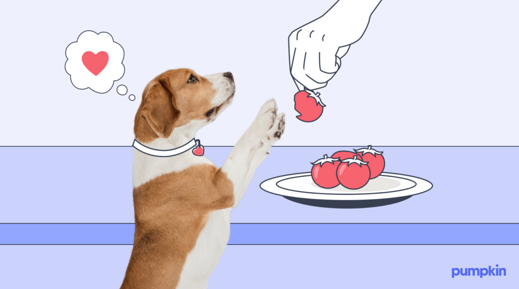 Human feeding dog a tomato