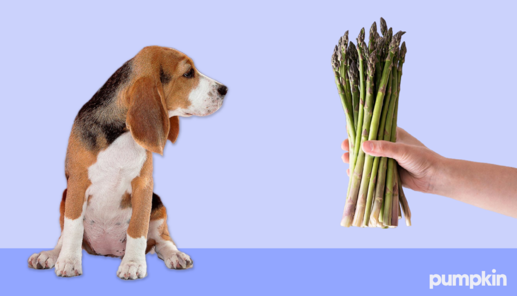 A person holding out an asparagus spear to a dog