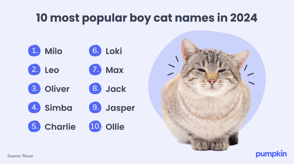 Infographic of the top 10 most popular boy cat names in 2024