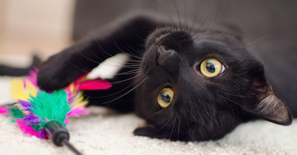 Playful black cat with cat toy