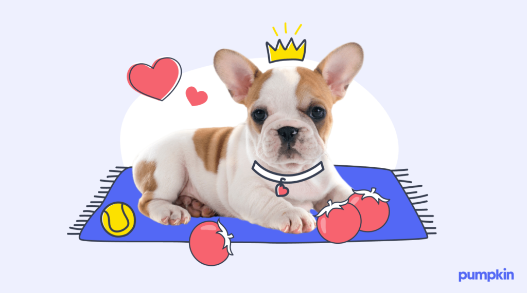 A puppy with a small crown playing with tomatoes on a rug