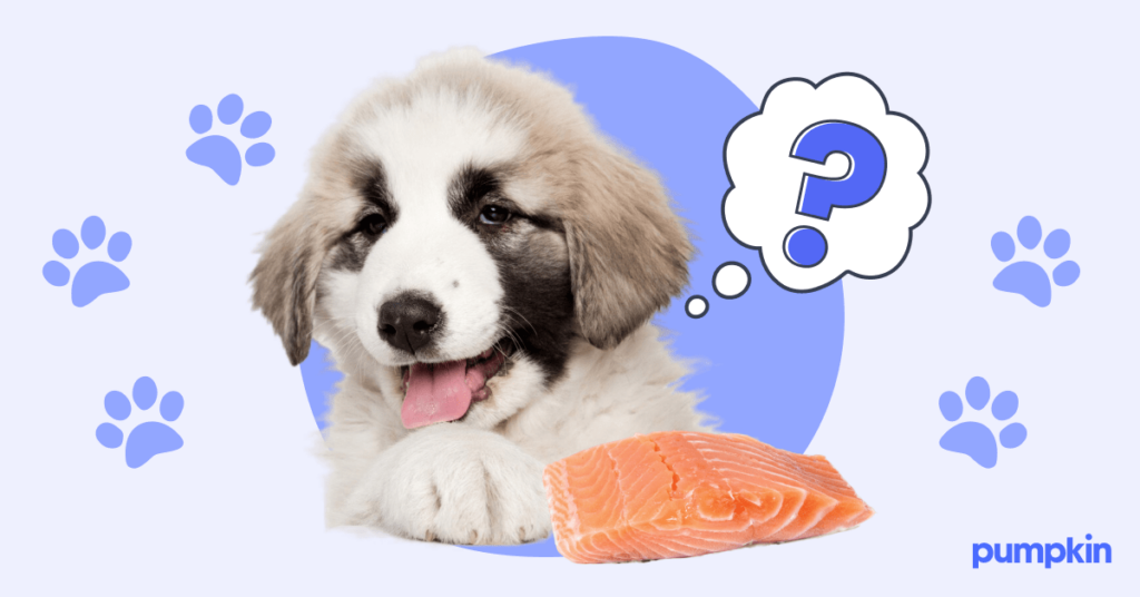 Can Dogs Eat Salmon The Benefits and Risks Pumpkin