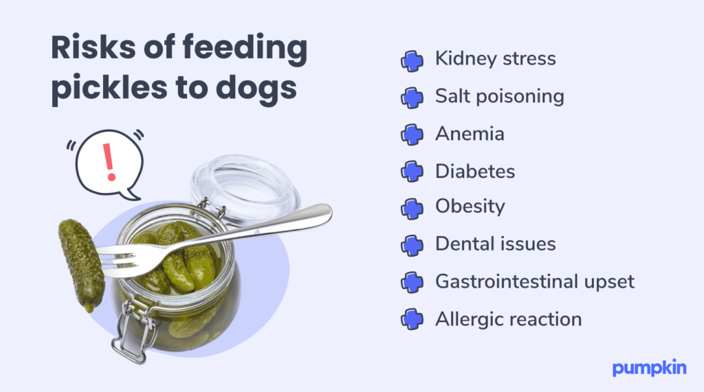 Infographic of side effects from dogs ingesting pickles, with text that reads 'risks of feeding pickles to dogs'