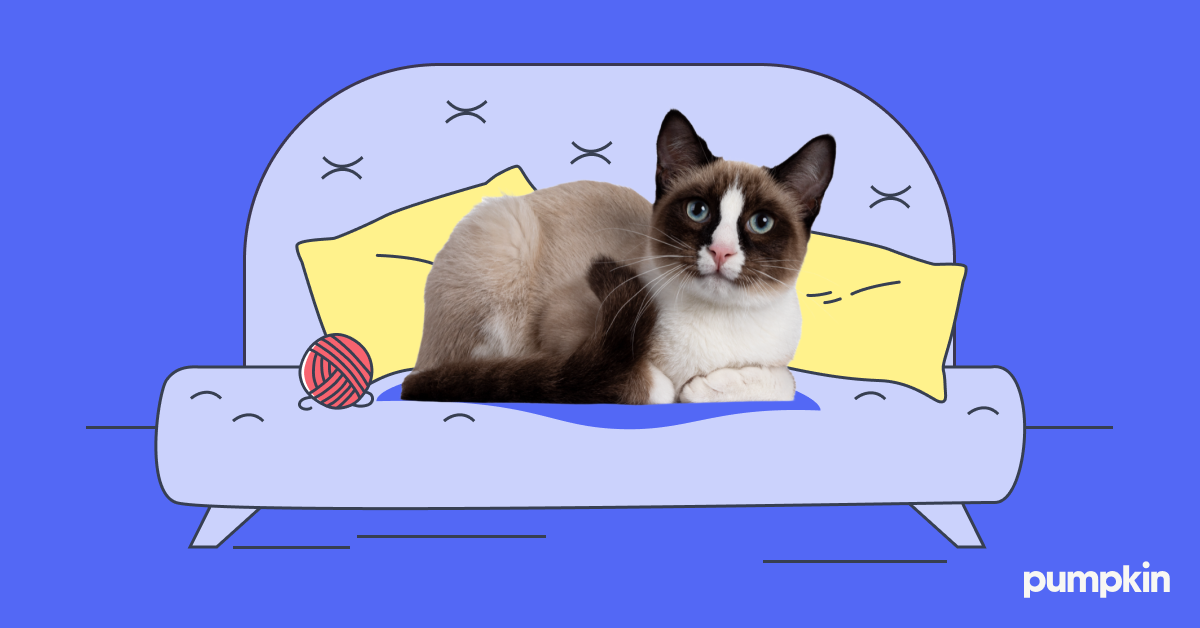 Snowshoe cat lying on a bed with ball of yarn