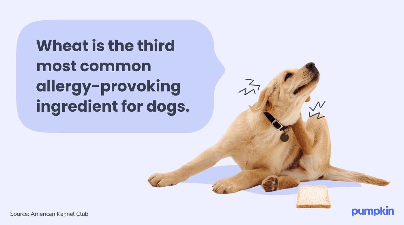 Dog itching themselves from bread allergy. Text reads, 'wheat is the third most common allergy-provoking ingredient for dogs.'