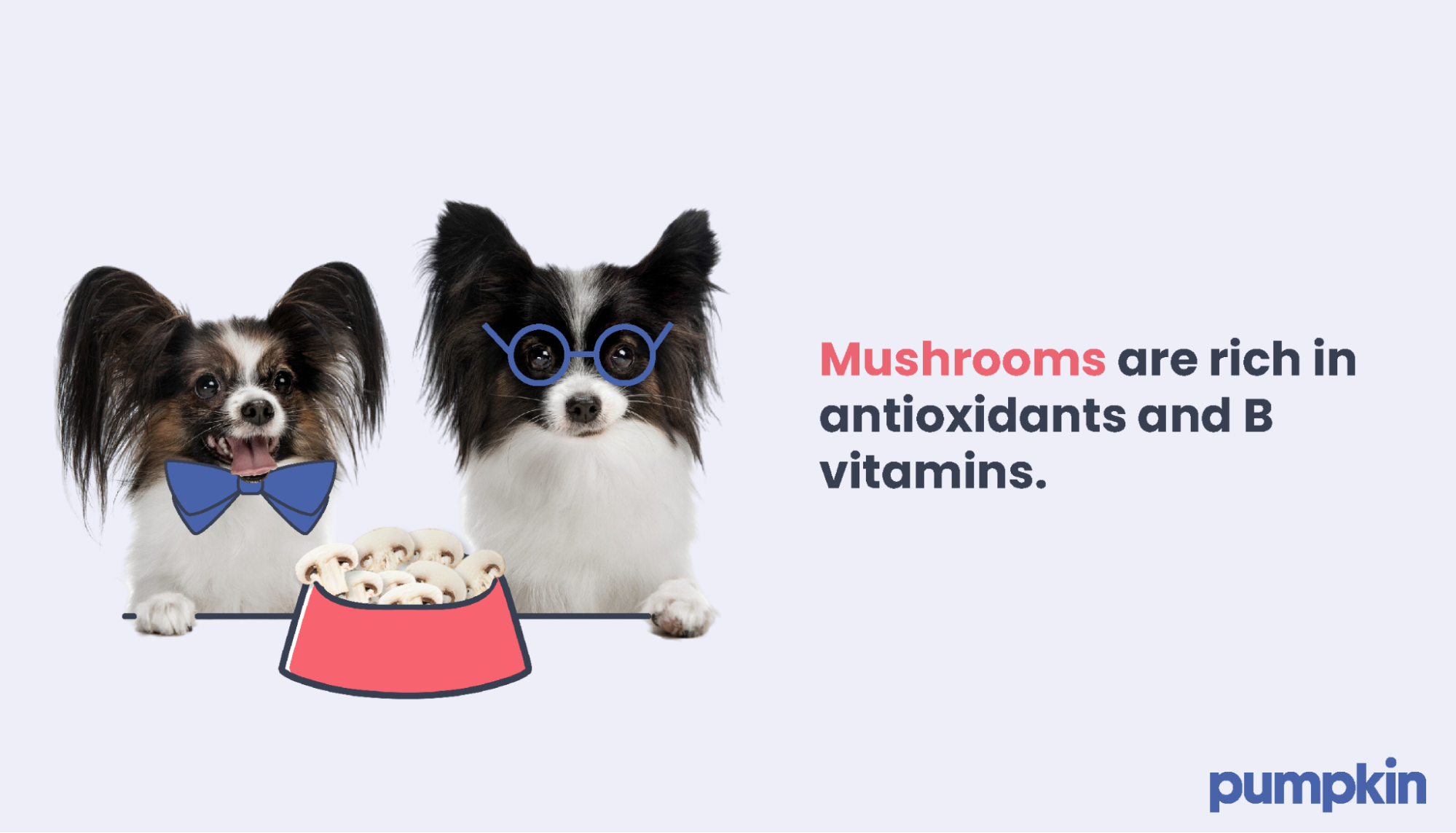 Two dogs with a bowl of mushrooms; text reads 'Mushrooms are rich in antioxidants and B vitamins.'