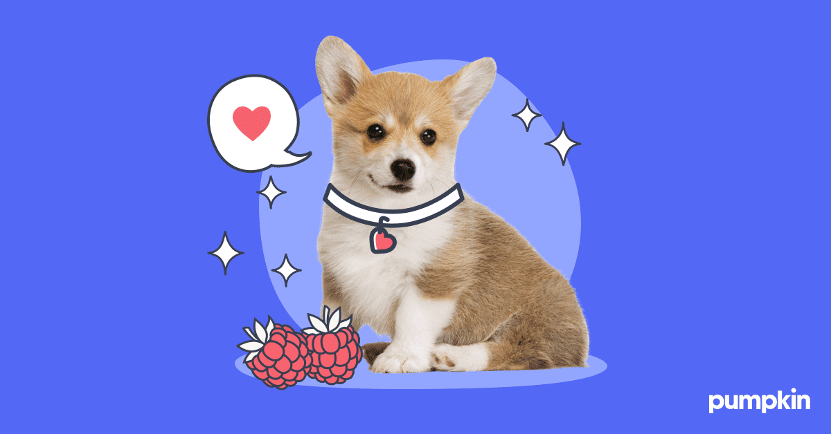 corgi puppi with raspberries