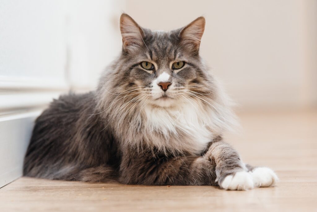 majestic cat with long hair and regal mane