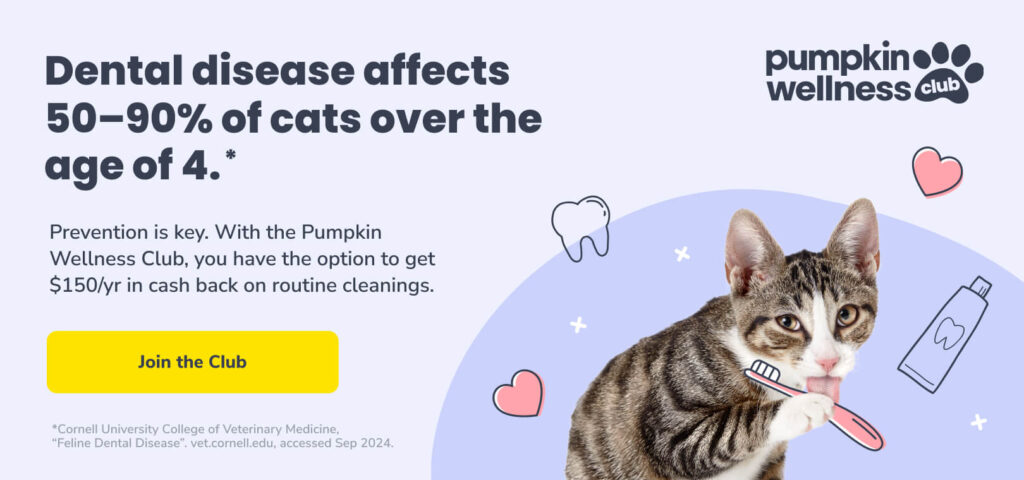 Dental disease affects 50-90% of cats over the age of 4. Click the image to learn more about how Pumpkin Wellness Club can help you get cash back on preventive dental care.