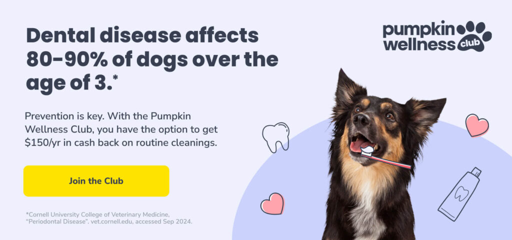 Dental disease affects 80-90% of dogs over the age of 3. Prevention is key. Click the image to learn more about Pumpkin Wellness Club.