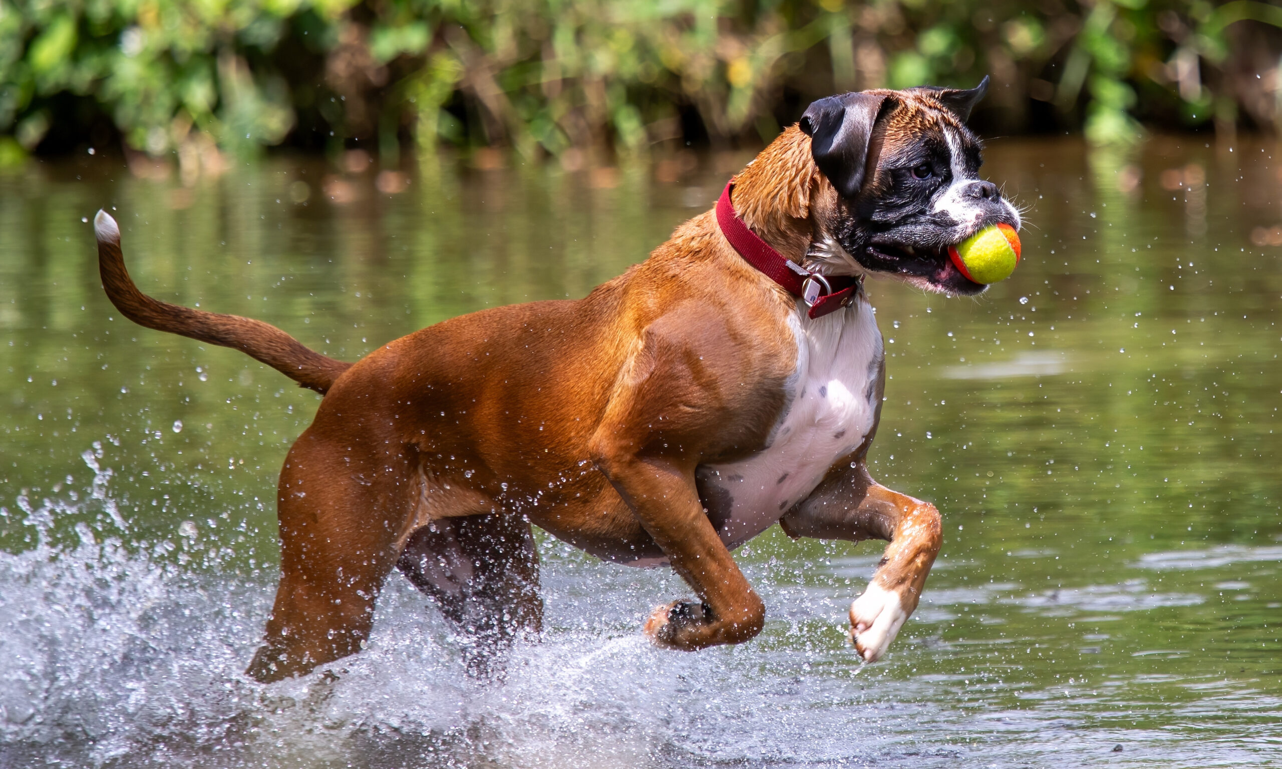 Boxer Dog playing in a river with tennis ball in its mouth