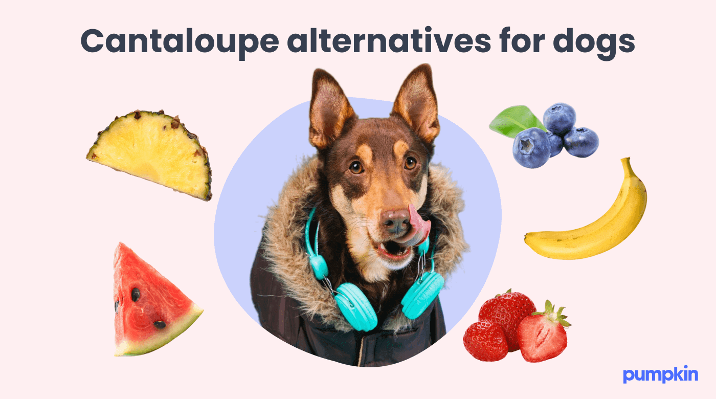 infographic showing cantaloupe alternatives for dogs with pictures of various fruits and dog licking its lips