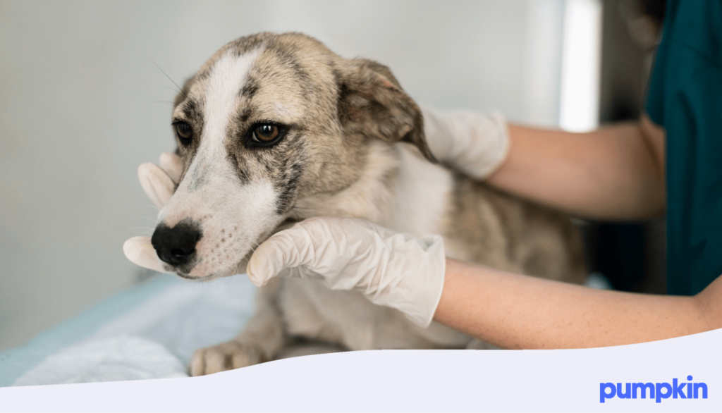 sick dog at vet