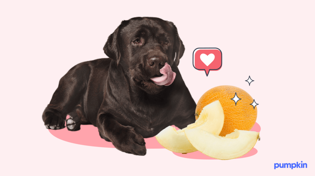 black lab licking its lips beside cantaloupe fruit and heart icon