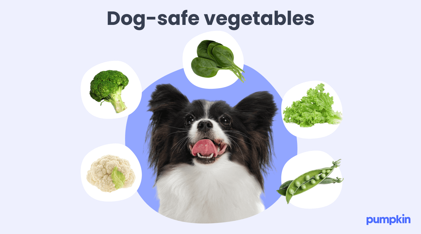 infographic showing Vegetables that are safe for dogs