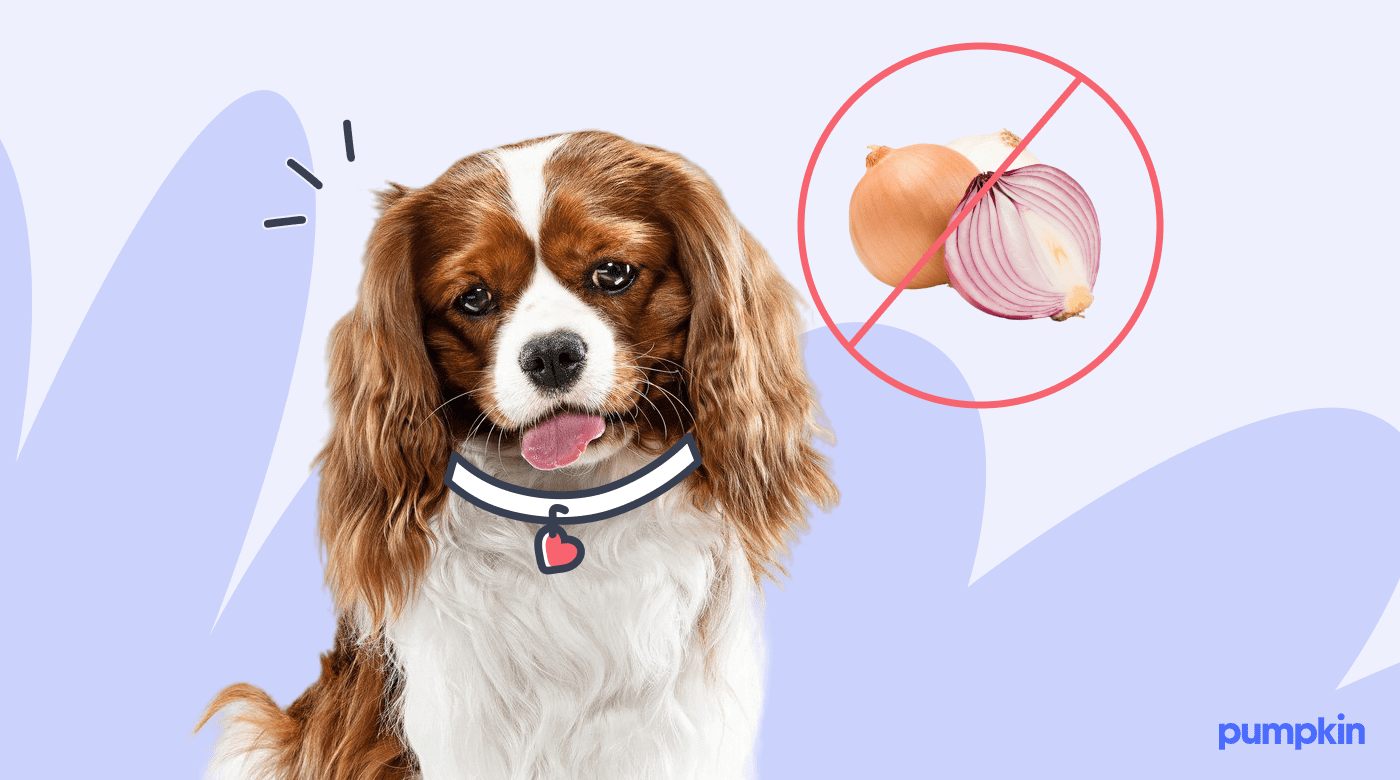 illustration of small dog next to an onion sliced in half