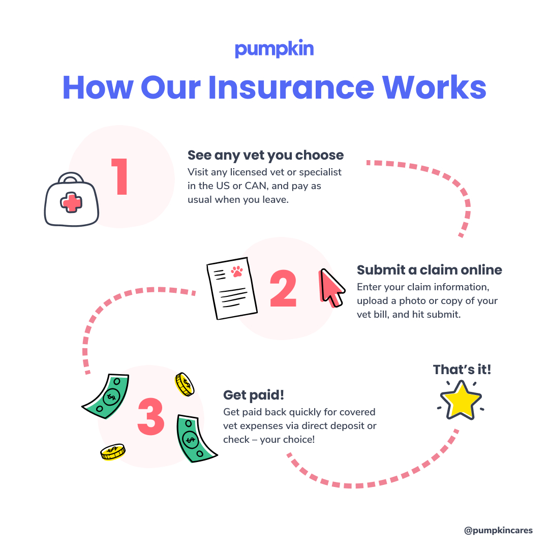 How Pumpkin Insurance works: See any vet you choose, submit a claim online, and get paid back quickly for eligible vet expenses