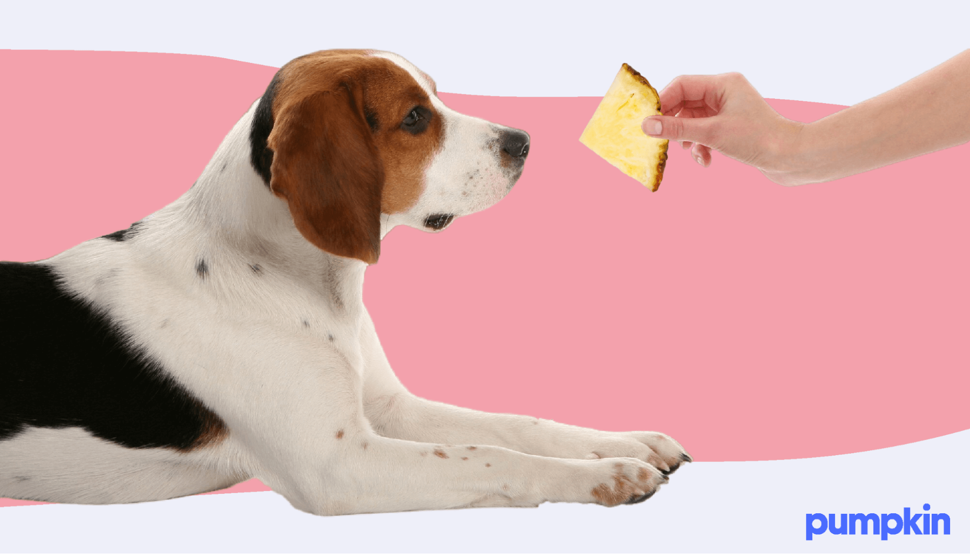 beagle looking at slice of pineapple