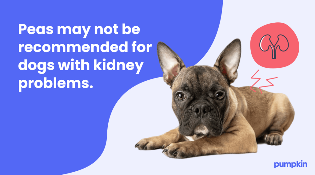 Infographic with image of sick puppy and text that reads 'peas may not be recommended for dogs with kidney problems.'